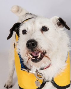Meg - the couple's first therapy dog