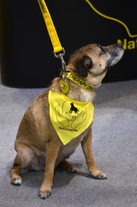 Sasha - one of the the Coombs' therapy dogs