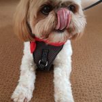 Nell the therapy dog