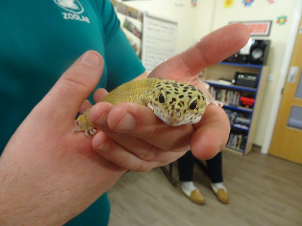 A leopard gecko held in hands