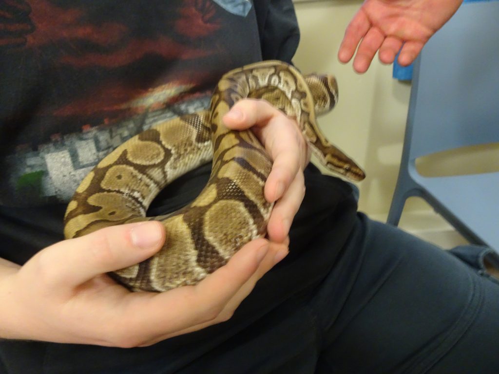 Corn snake held by a patient