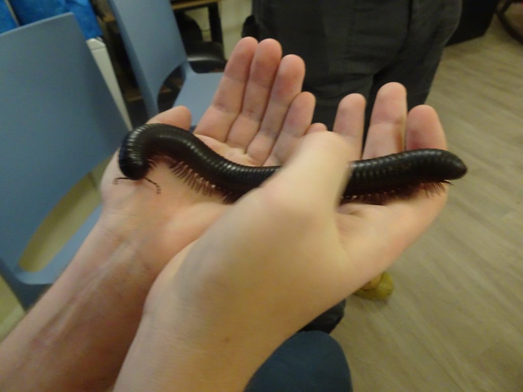An African giant millipede in a patient's hands