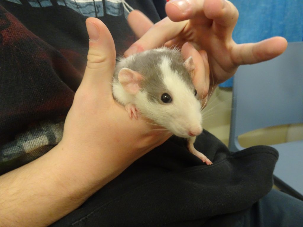 Rat held in a person's hands