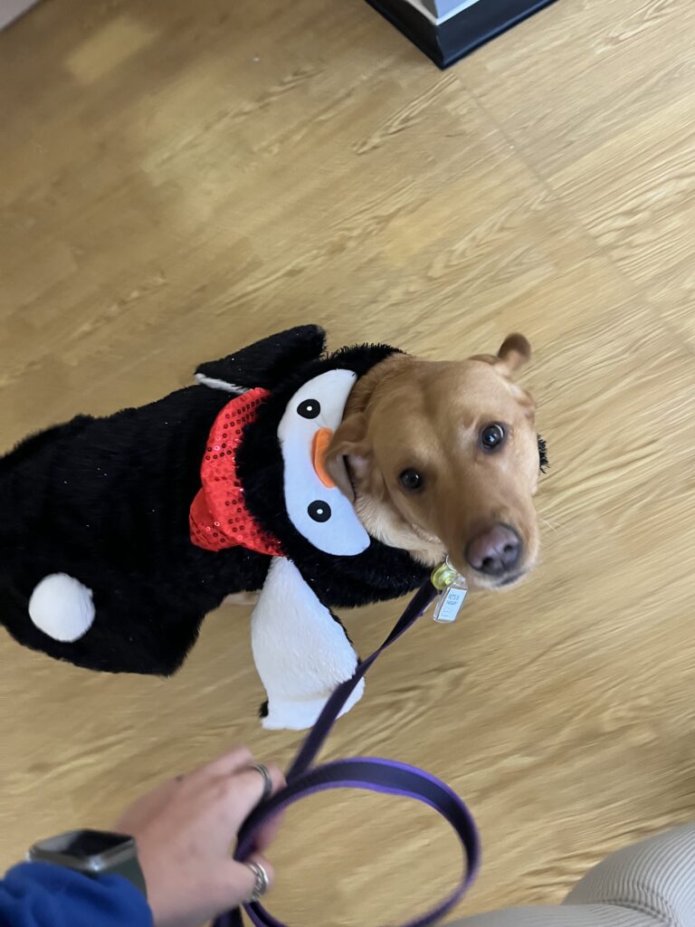 Bella the dog in a festive penguin outfit