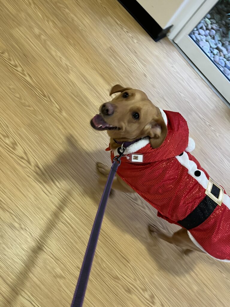 Bella the dog in a Santa Claus outfit