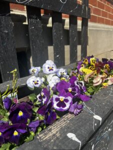 Flowers in the CAMHS garden