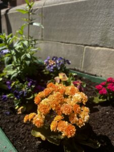 Flowers in the CAMHS garden