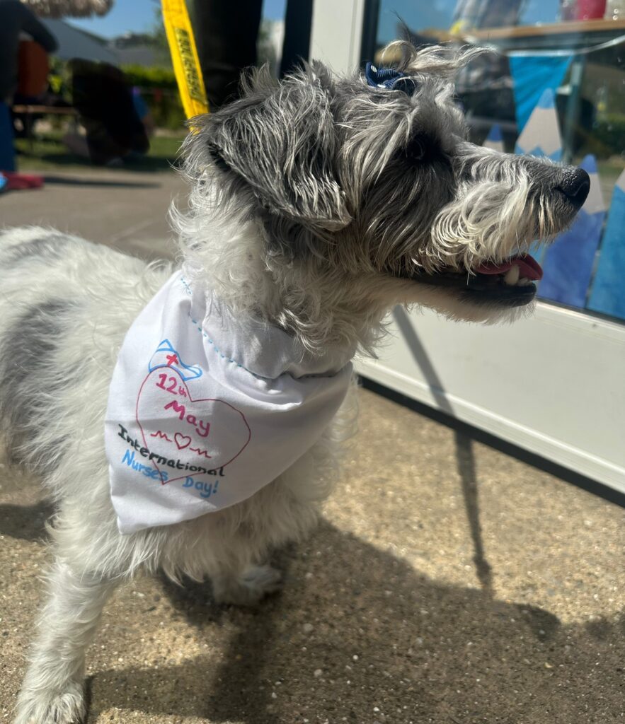 Daisy the therapy dog
