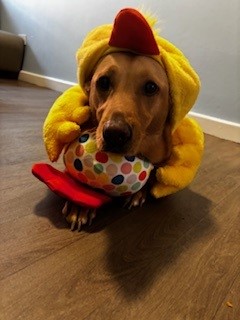 Bella in her Easter costume