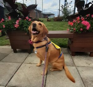 Bella the therapy dog in the Together Garden
