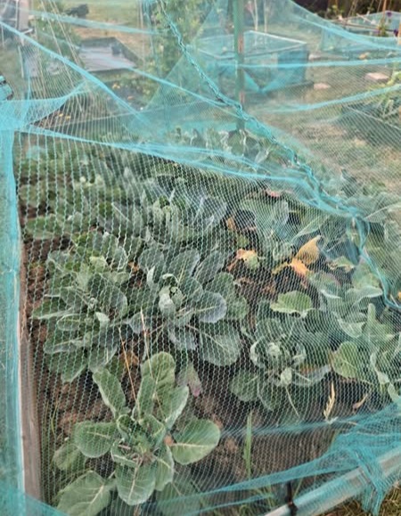 Cabbages under netting grown at the Waverley Wellbeing Garden