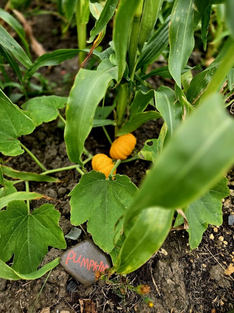 Pumpkins growing at the Waverley Wellbeing Garden