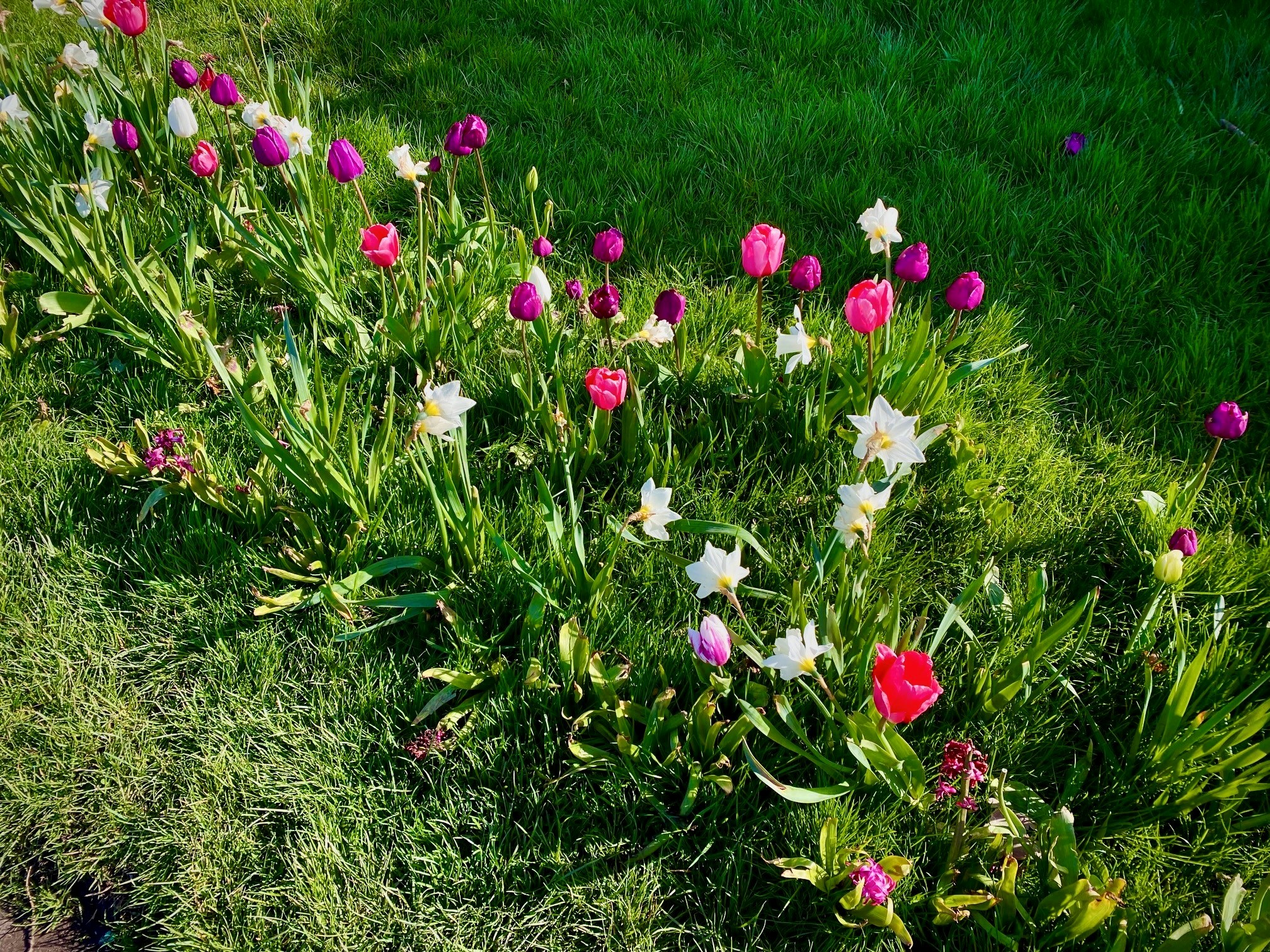 Photo of flowers taken by Quince