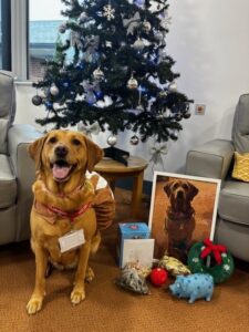 Bella - the pet therapy dog