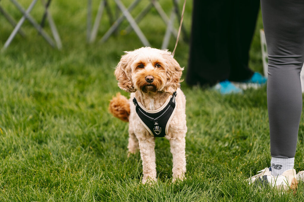 A dog at the 2026 TEWV 10k