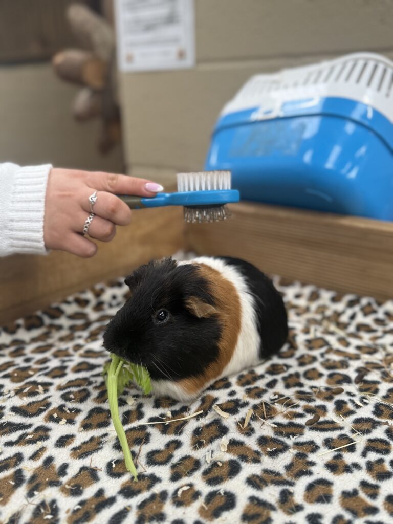 hands brushing a black, brown and white and guinea pig