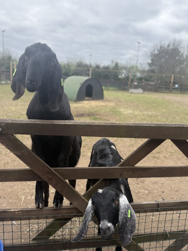 Daisy Chain goats looking over a gate