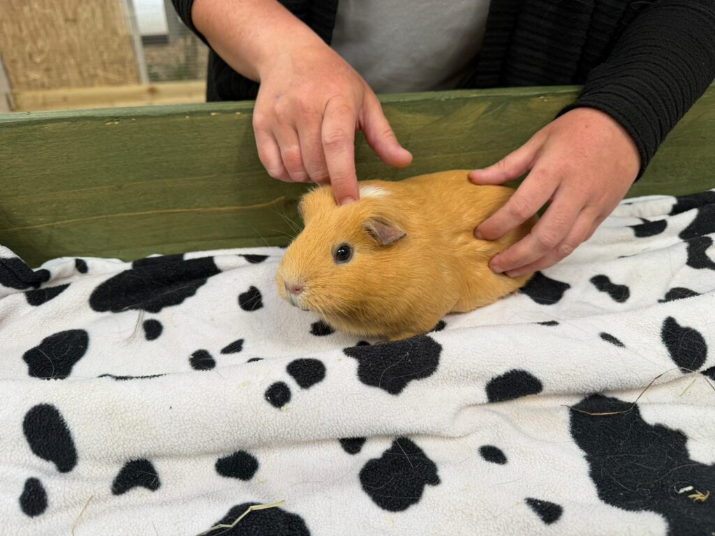 Hands petting a light brown hamster