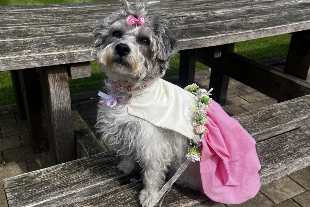 Daisy in her recycled bridesmaid dress