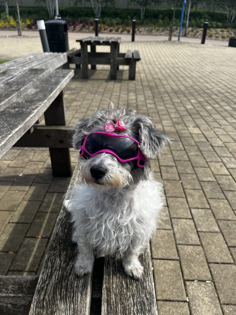 Daisy with her sunglasses