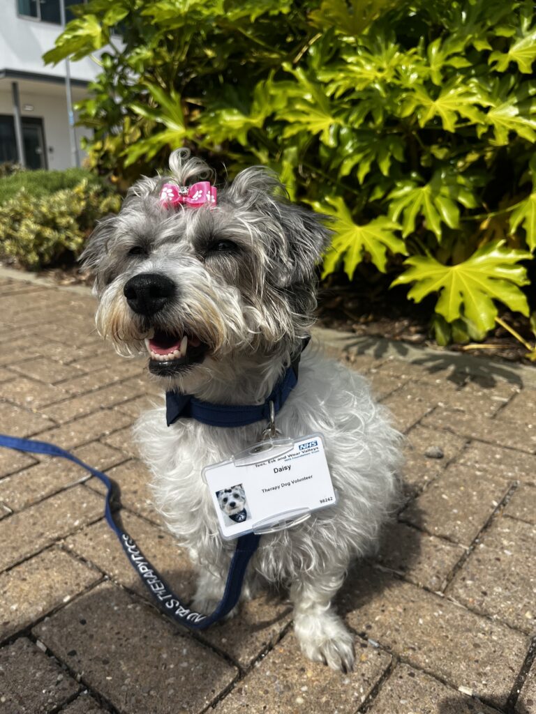 Daisy the therapy dog reporting for duty