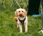 A dog at the 2026 TEWV 10k