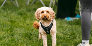 a dog at the tewv 10k